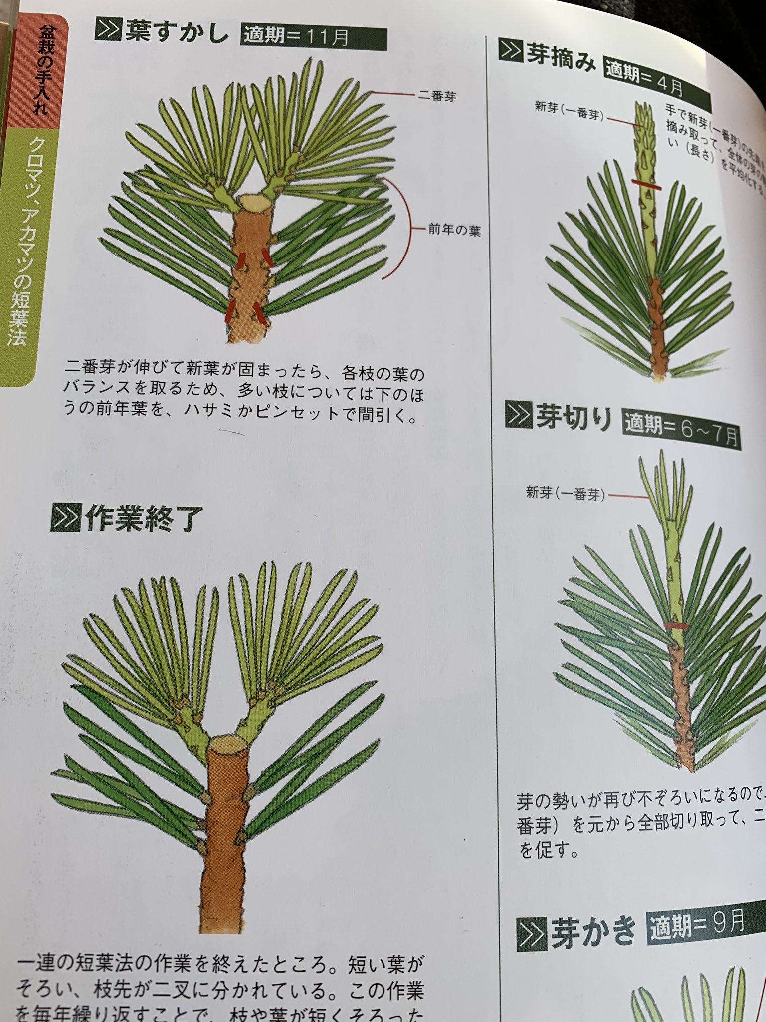 アイサン 絵描き 夏前の緑摘みしかお手入れしてなくて ボーボーの黒松さん達です これから葉すかしと言うのをやってみようかと 今年の春と去年の夏購入ですが まだやったことありません ドキドキ 盆栽 Bonsai 黒松 盆栽主婦 盆栽女史 中