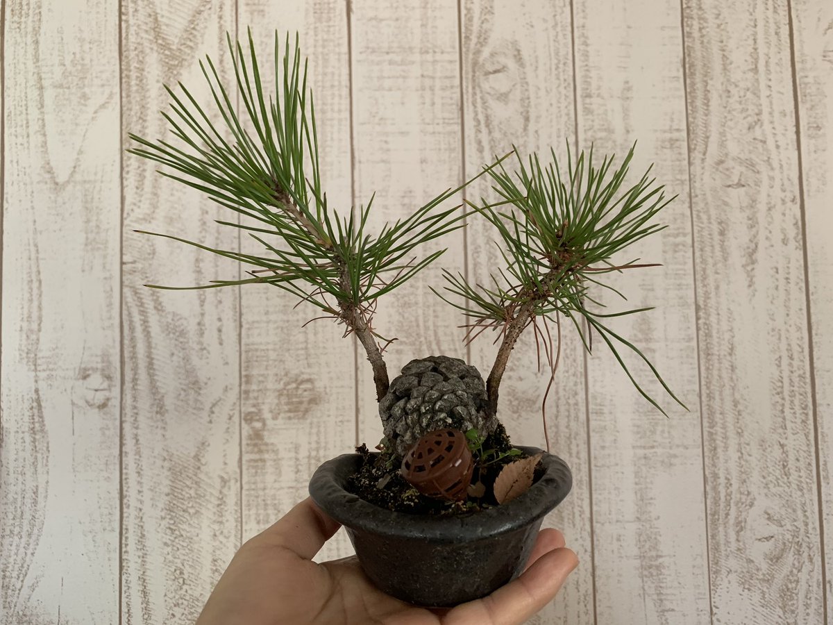 アイサン いなりねこ ライター 夏前の緑摘みしかお手入れしてなくて ボーボーの黒松さん達です これから葉すかしと言うのをやってみようかと 今年の春と去年の夏購入ですが まだやったことありません ドキドキ 盆栽 Bonsai 黒松 盆栽主婦