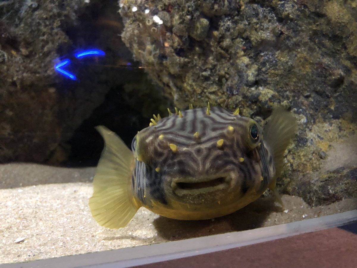 wchioji's tweet image. I LOVE the @NatlAquarium SO MUCH. #fishies #jellies #puffers and a #macaw that never learned to fly