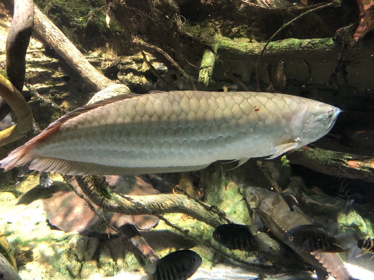 wchioji's tweet image. I LOVE the @NatlAquarium SO MUCH. #fishies #jellies #puffers and a #macaw that never learned to fly