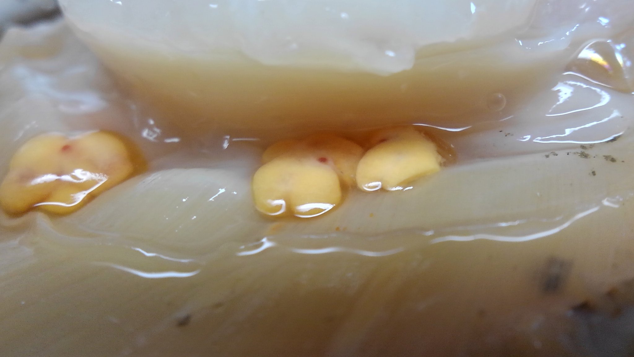 Uzivatel 鷲宮ほうき Na Twitteru ちなみに ホタテガイに寄生率90 を誇るホタテエラカザリです 一応 カイアシ類なんです