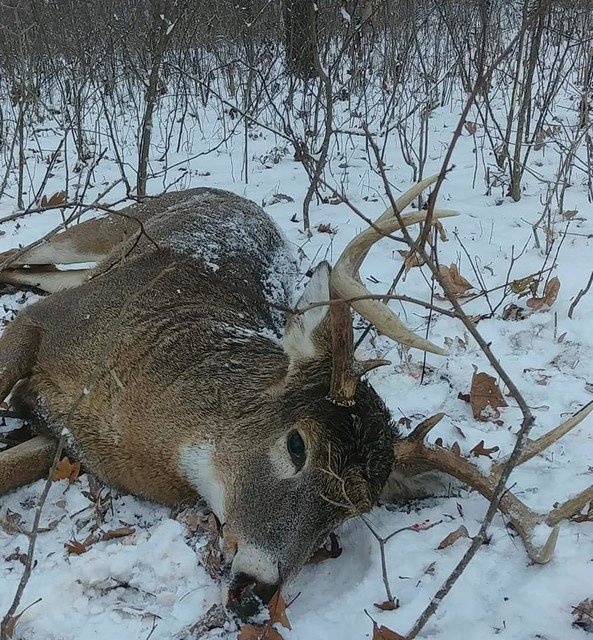 BucksofWI's tweet photo. Ryan Letterly - November 18 - 2018
Great opener!!

#BucksofWisconsin #BucksOfAmerica
https://t.co/HSfZWTujHR https://t.co/UGqtPcJscL