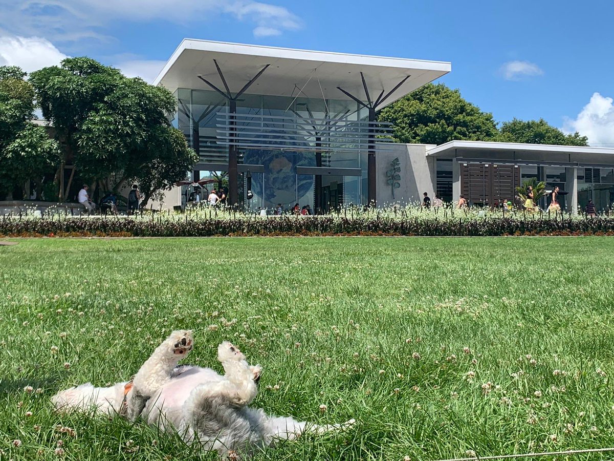 Buttoncuteas1's tweet image. Happiness is...it just is. We went for a walk at the Auckland Botanical Gardens and I loved it! 😍 Are you winding up or winding down 2018? #dogheaven #happiness #familytime #DogsofTwittter #happypup #PawsUp