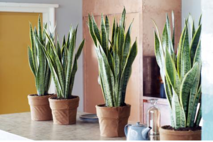 TuincentrumB's tweet photo. De Sanseveria is al even terug van weggeweest. Naast de pannenkoekenplant is hij nog steeds hot op social media. Ontdek hier hoe je deze kamerplant verzorgt. https://t.co/HMg8hhduwF https://t.co/Ng2gx3p3Rn