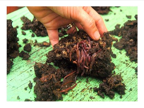 HSPLSHI_HIgov's tweet image. Learn how worms can help you compost your kitchen waste with Leona Kassel &amp;amp; Chris Pascual at the #KailuaKonaLibrary on Saturday, January 5 at 10 A.M.: librarieshawaii.org/event/worm-com… #HSPLS #CommunitySeedLibrary #WormComposting