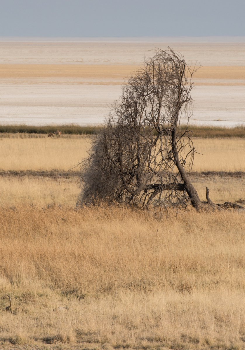 levine_mark's tweet photo. Lone Mustard Tree, Etosha Pan, Namibia
@ROMtoronto  #ROMWPYON https://t.co/nO8SkPEoSa