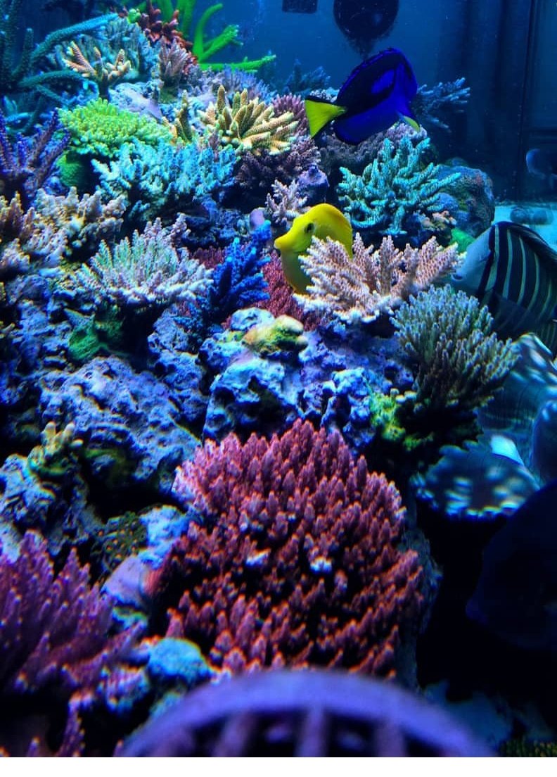 BudmansCorals's tweet image. Soooo🤔... This is what I would see all day if I was the left mp60😱