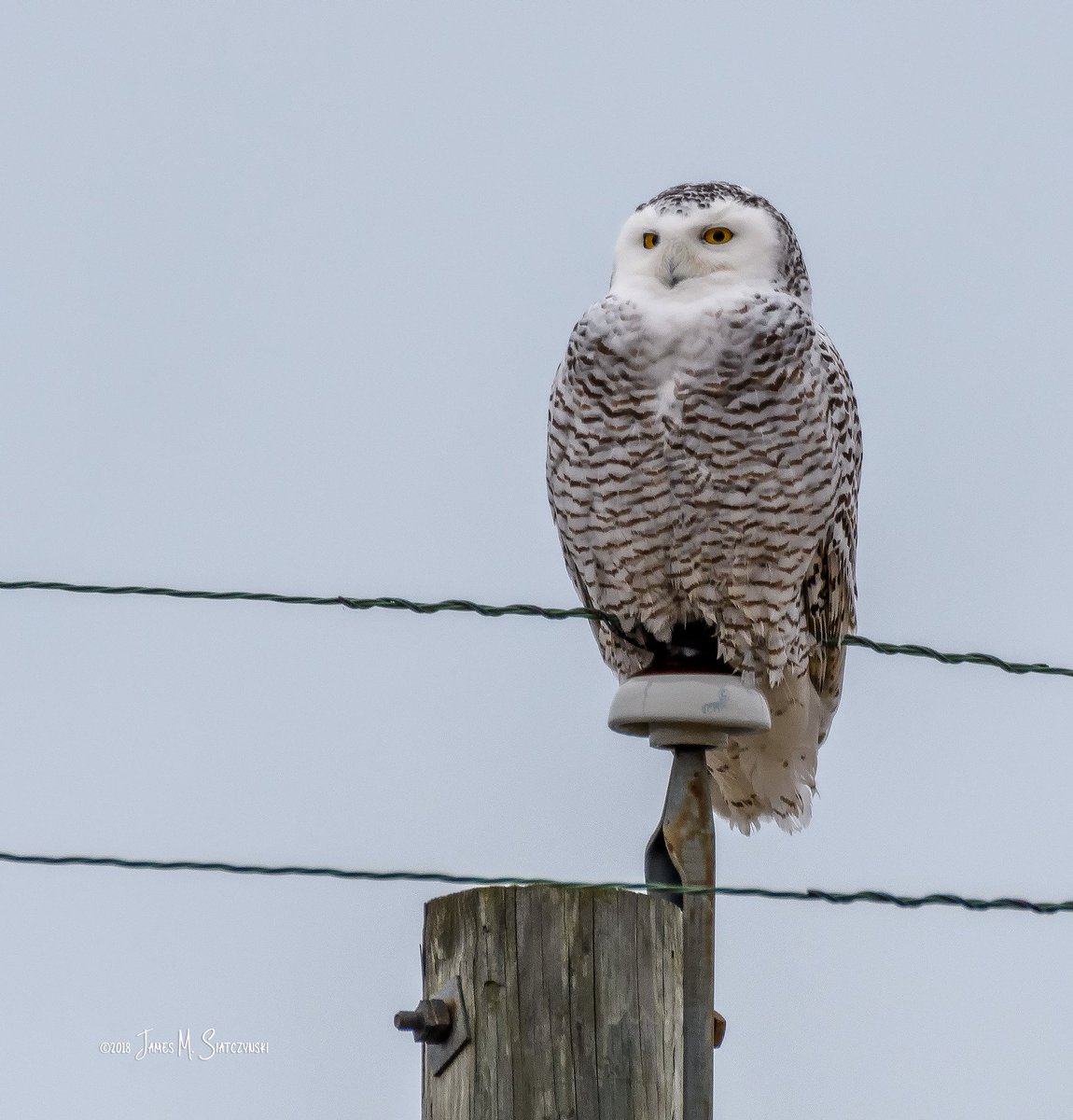 jsiatczy's tweet photo. Surveying her domain - Snowy Owl - Fish Point Wildlife Area, Unionville, MI  @PureMichigan @USFWSIntl @NikonUSA @MichiganAudubon @MichiganDNR @USFWSMidwest @NWF @NWFGreatLakes #fishpoint #snowyowl https://t.co/jjxBe6znXT