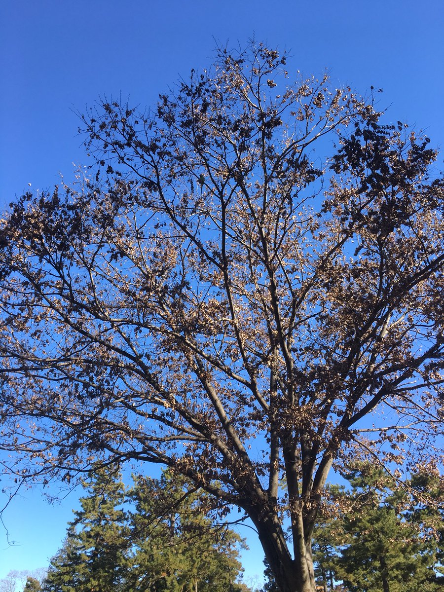 年末の公園はガラガラ（笑）

子供は大喜び☺︎

木には、どこからか逃げ出したのか？
緑色のインコ🕊らしき鳥さんが。。。