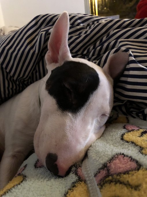 Someone isn&rsquo;t impressed but enjoys the snuggles while mommy stays up to watch @criscyborg to tonight<a href="/tag/bigbadolgarubin"class="tags"><span>#bigbadolgarubin</span></a>