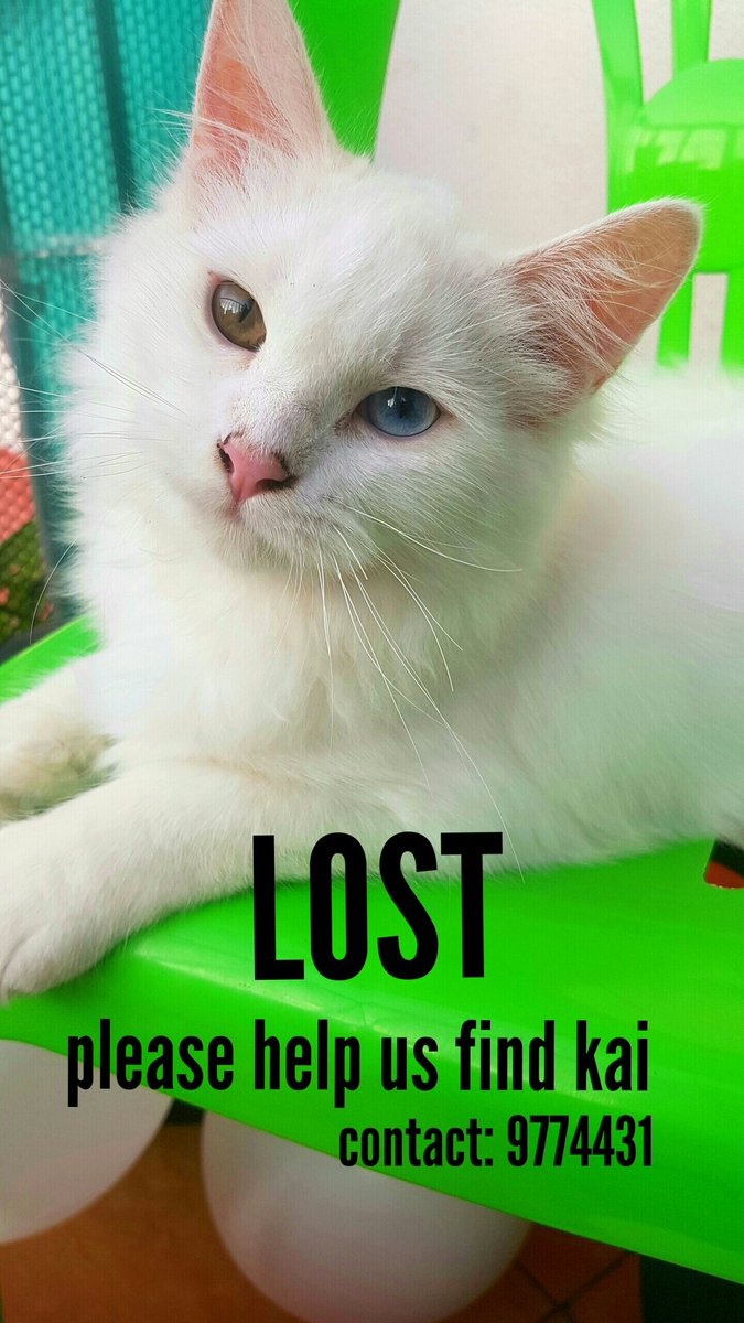 We've lost our kai in hulhumale flat no:152/G03 in frond of Dream dealx cafe and hotel, blue and pink color flat, please help us find him! Dnt or call 9774431! Day 2😢