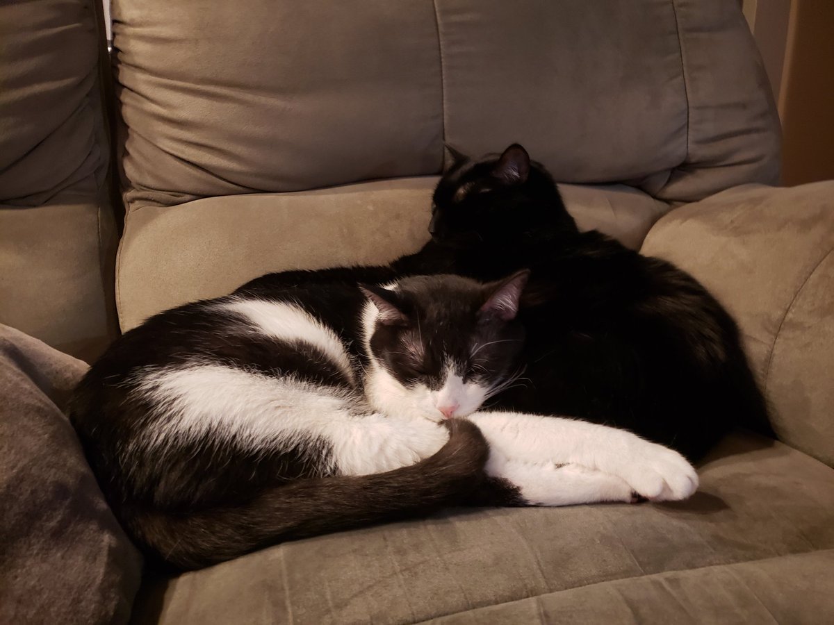 MrsSupper's tweet image. Some pretty comfy kittens. Get up to use the bathroom and come back to find this. I guess I'll do my paper somewhere else, moving kittens that comfy is actually illegal in Canada.