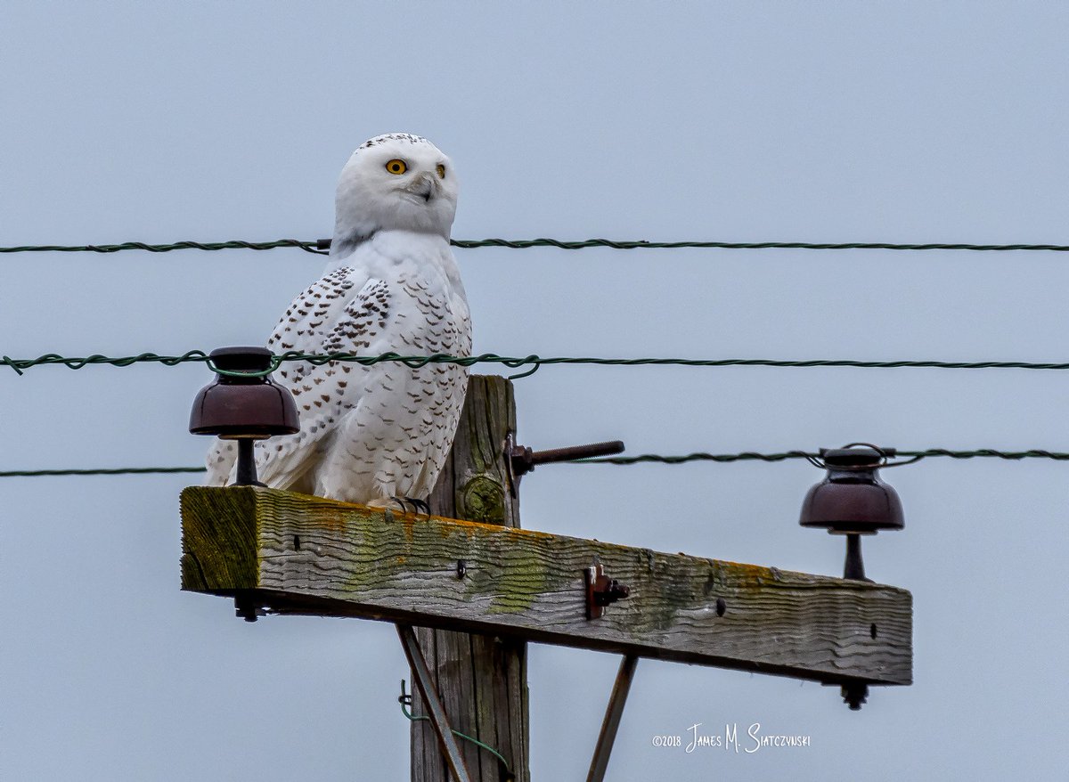 jsiatczy's tweet photo. A Snowy Owl spots a potential snack - Fish Point Wildlife Area, Unionville, MI  @PureMichigan @USFWSIntl @NikonUSA @MichiganAudubon @MichiganDNR @USFWSMidwest @NWF @NWFGreatLakes #fishpoint #snowyowl https://t.co/SRDTIJtR9h