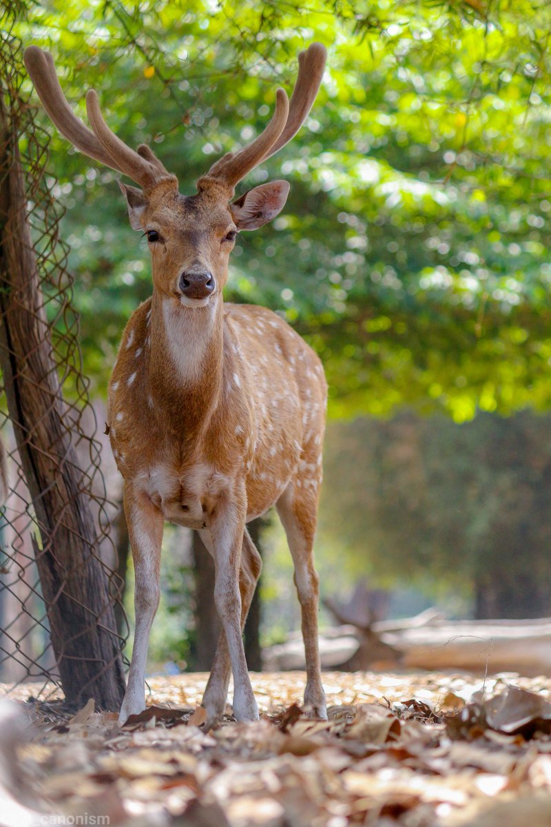 richierich981's tweet photo. Cheetal
.
.
#chital #cheetal #axisdeer #axisaxis #deer #spotteddeer #kaverinisargadhama #wildlifeindia #wildlife #NTC_FEATURE #photography #r7t_canonism https://t.co/UnN8J1jVQi