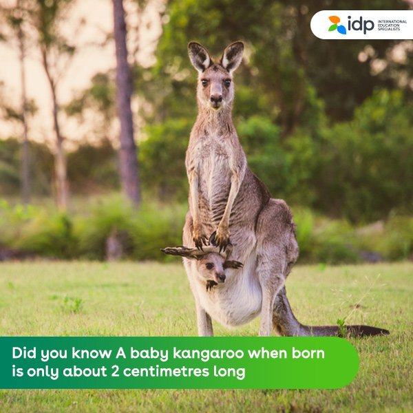 IdpNepal's tweet photo. #DestinationFact A baby Kangaroo when born is only about 2 centimeters long.
#AustraliaCalling #LoveForAustralia #Kangaroo https://t.co/8LCXEJFcuT