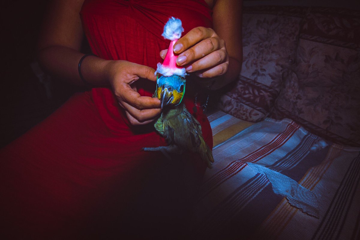 Pixel Pets Club tweet media