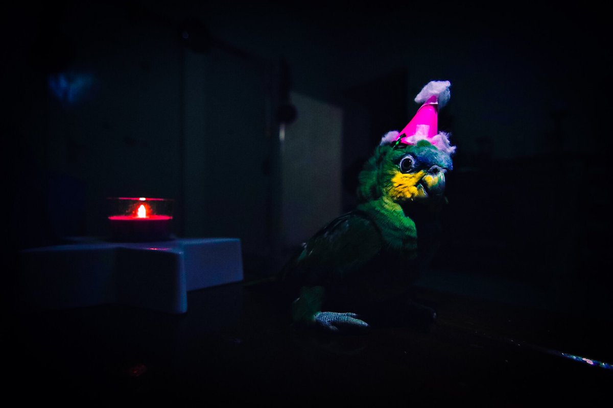 Pixel Pets Club tweet media