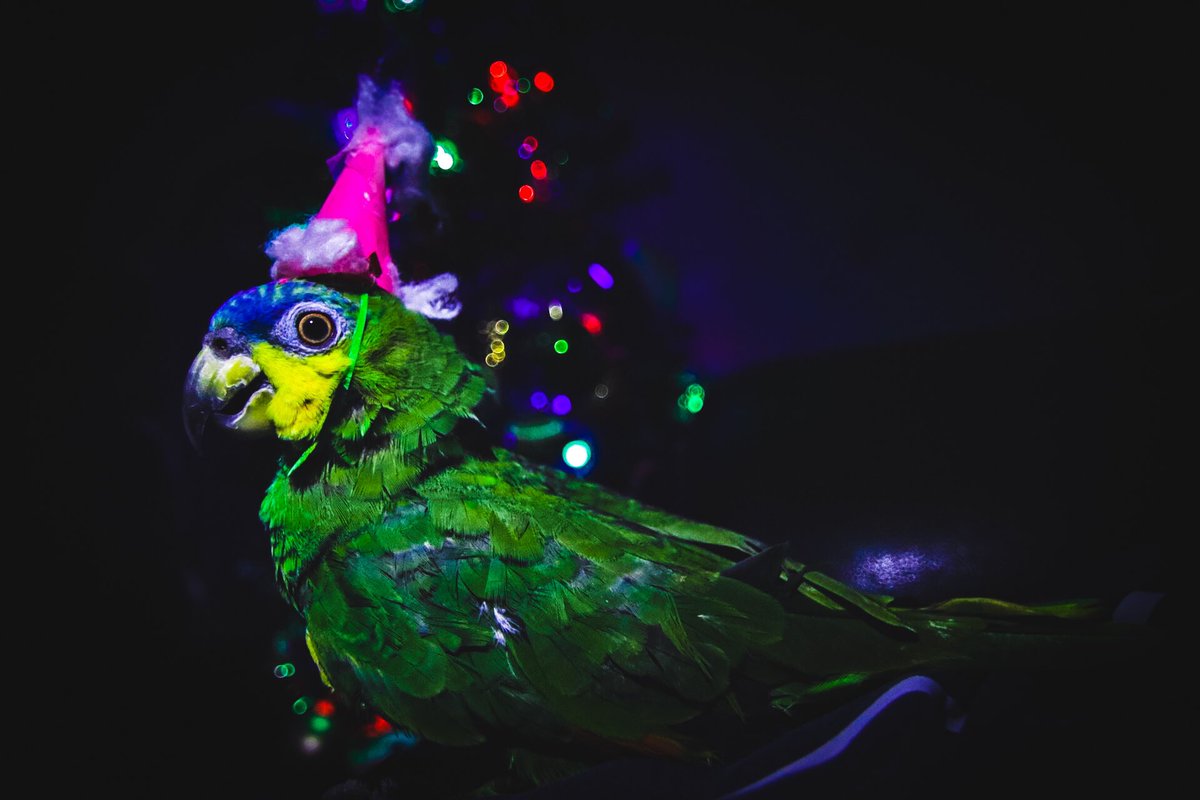 Pixel Pets Club tweet media