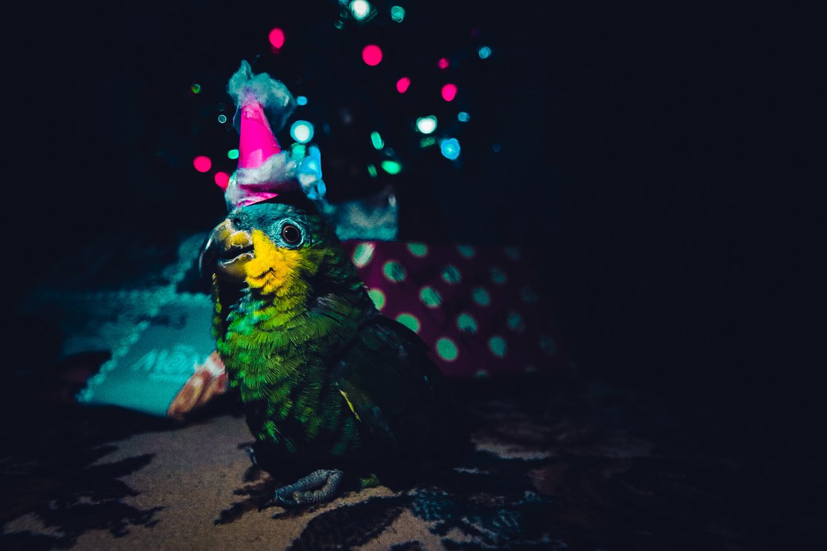 Pixel Pets Club tweet media