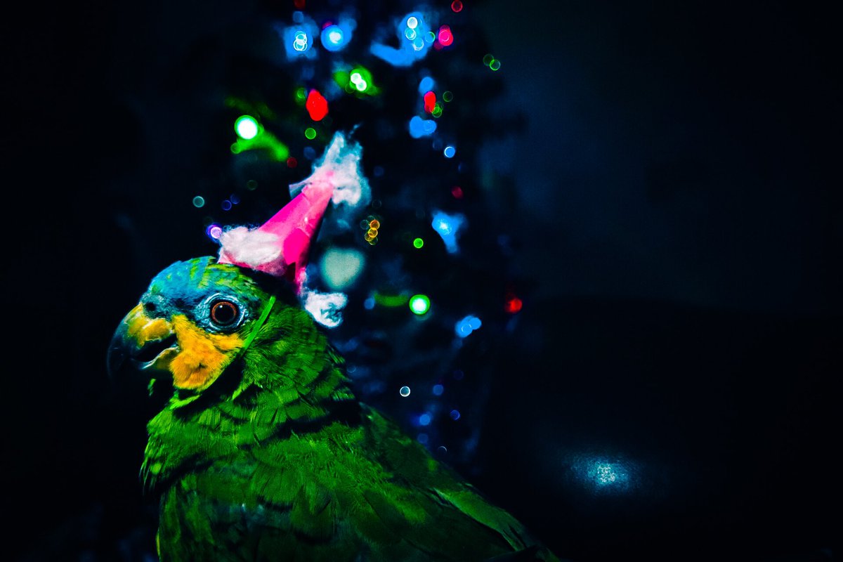 Pixel Pets Club tweet media