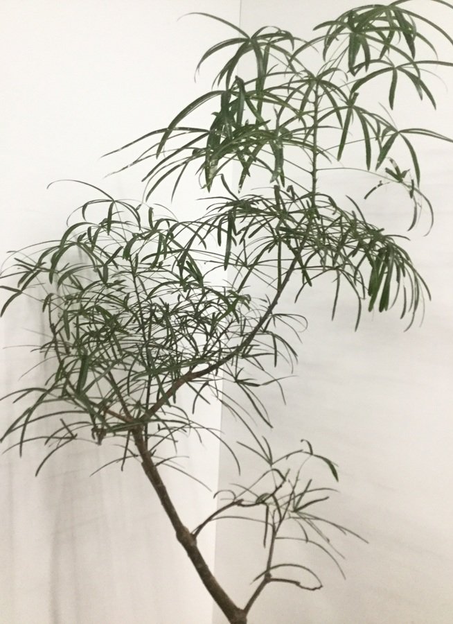 Hitohana ひとはな お花の定期便 花と植物のオンラインストア 風邪で年末のtweetはとまってました再開です 大型の170cmのボトルツリー 8号 曲り だよ なかなか綺麗に曲がってます 根本がかっこいいっしょ 購入はこちら T Co Hitohana ひとはな お花の定期便 花と植物のオンラインストア 風邪で年末のtweetはとまってました再開です 大型の170cmのボトルツリー 8号 曲り だよ なかなか綺麗に曲がってます 根本がかっこいいっしょ 購入はこちら T Co