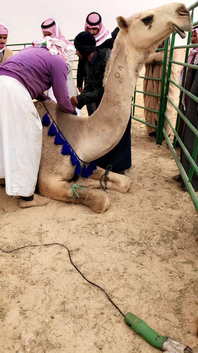 نواره فردي الجل 🔥🔥
