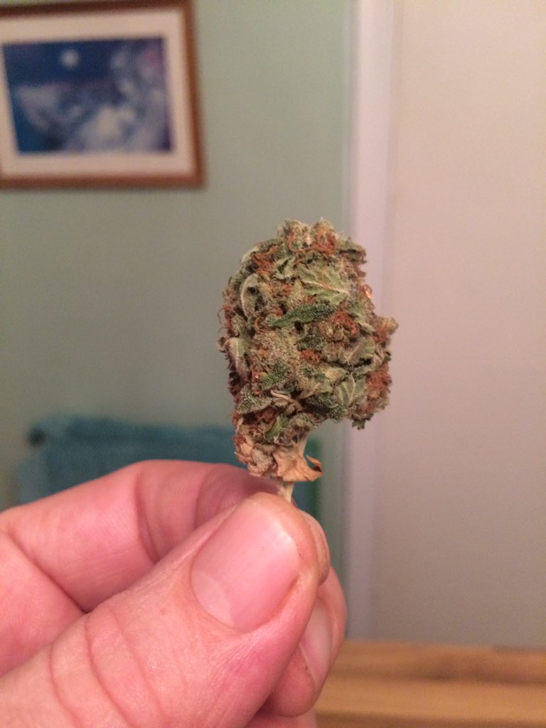MyWeedSeedShop1's tweet photo. Doh.keep up @mailonline ..most uk corner shops openly sell CBD flower already..never mind “bongs &amp; grinders” This story is so ‘88’...see below bought yesterday with my bread &amp; milk. kits including bongs and grinders are sold openly in shops https://t.co/SQAl77KmNb via @MailOnline https://t.co/hAXIBgWAXV