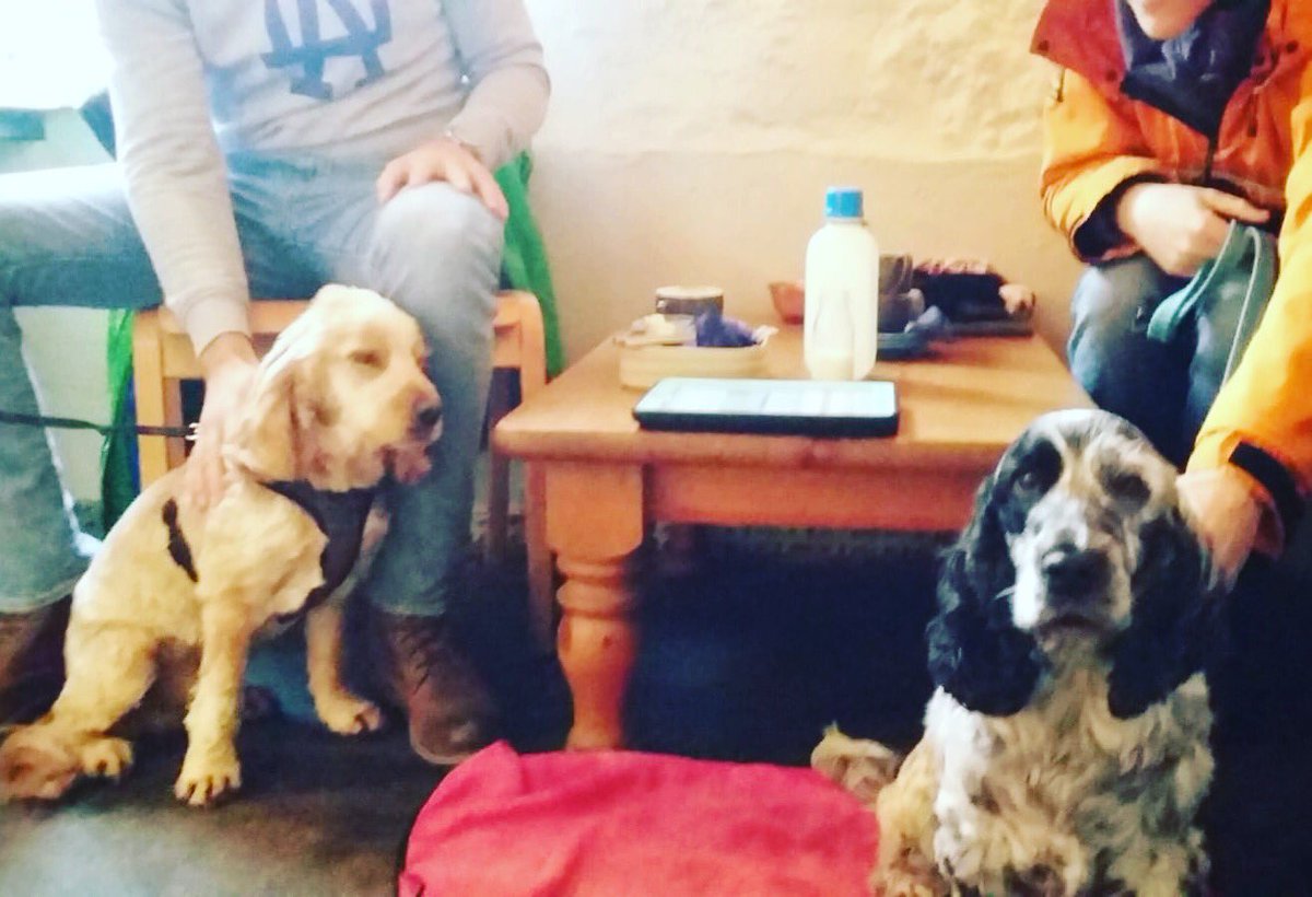 Have we mentioned we are dog friendly? Grab a coffee and a little treat for your pal in Blakeney 🐶 💕 ☕️ 

#blakeney #blakeneyquay #coffee #northnorfolk #dogfriendlycafe #welovedogs #dogsandcoffee #cockerspaniel #hotchocolate #thirdwavecoffee #cakes #pastries
