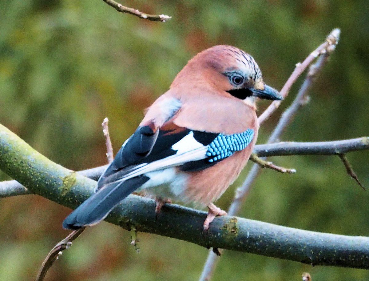 BUND Mayen-Koblenz tweet media