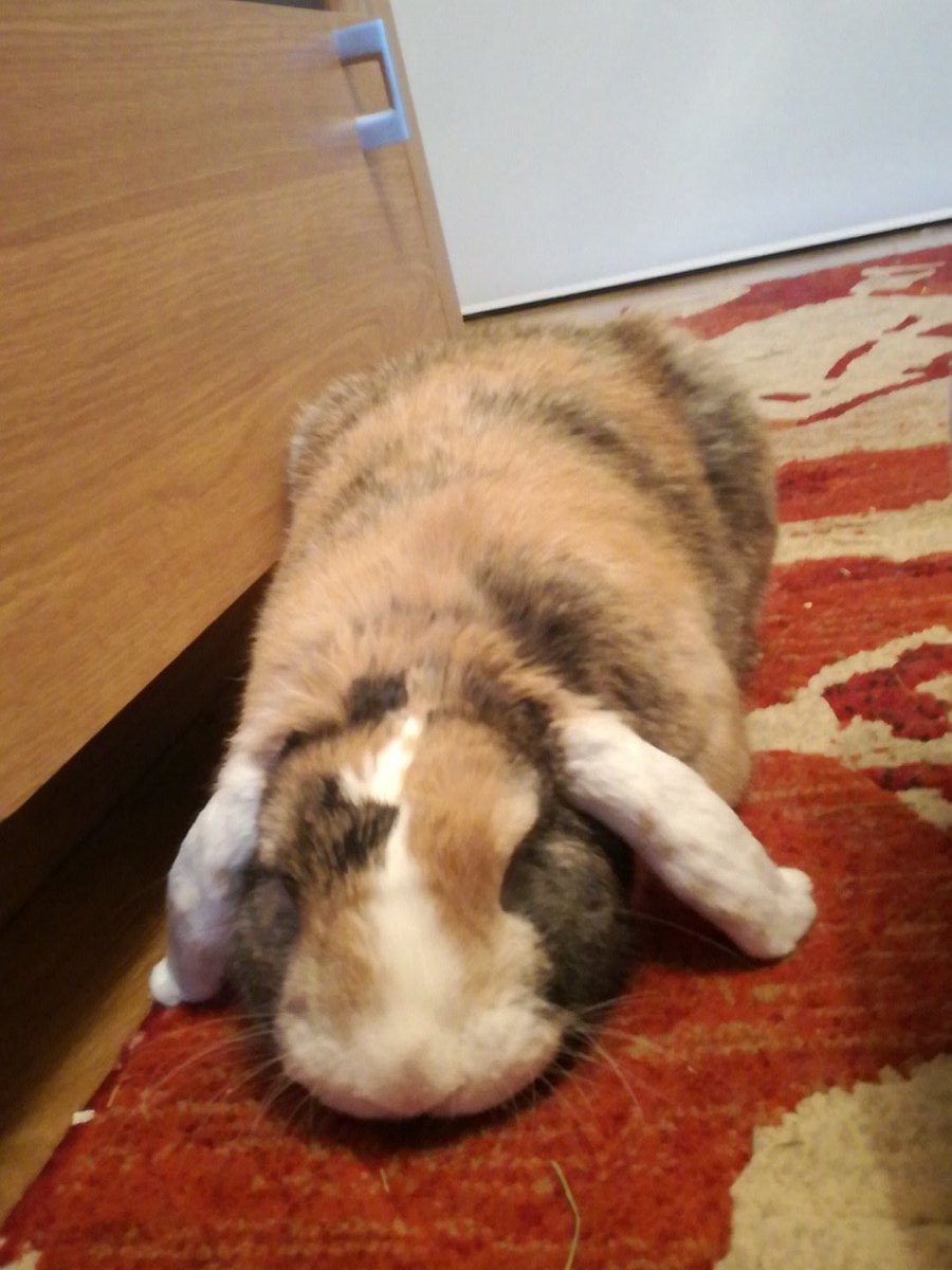 DrogonBunny's tweet photo. Pleased to report I am back to my usual mischievous self. I have pooped normally today, binkied, took a flying leap at the sofa and eaten through a ribbon on mummy's dressing gown. Now I am melting whilst I get fusses from mummy. @ValleyVets #bunny #poopupdate #novetsforme https://t.co/e2YdKBUjFe