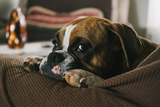 Pacing to get out for more 📸  #petportrait https://t.co/CKevnUO9Cr<a href="/tag/petportrait"class="tags">#petportrait</a>