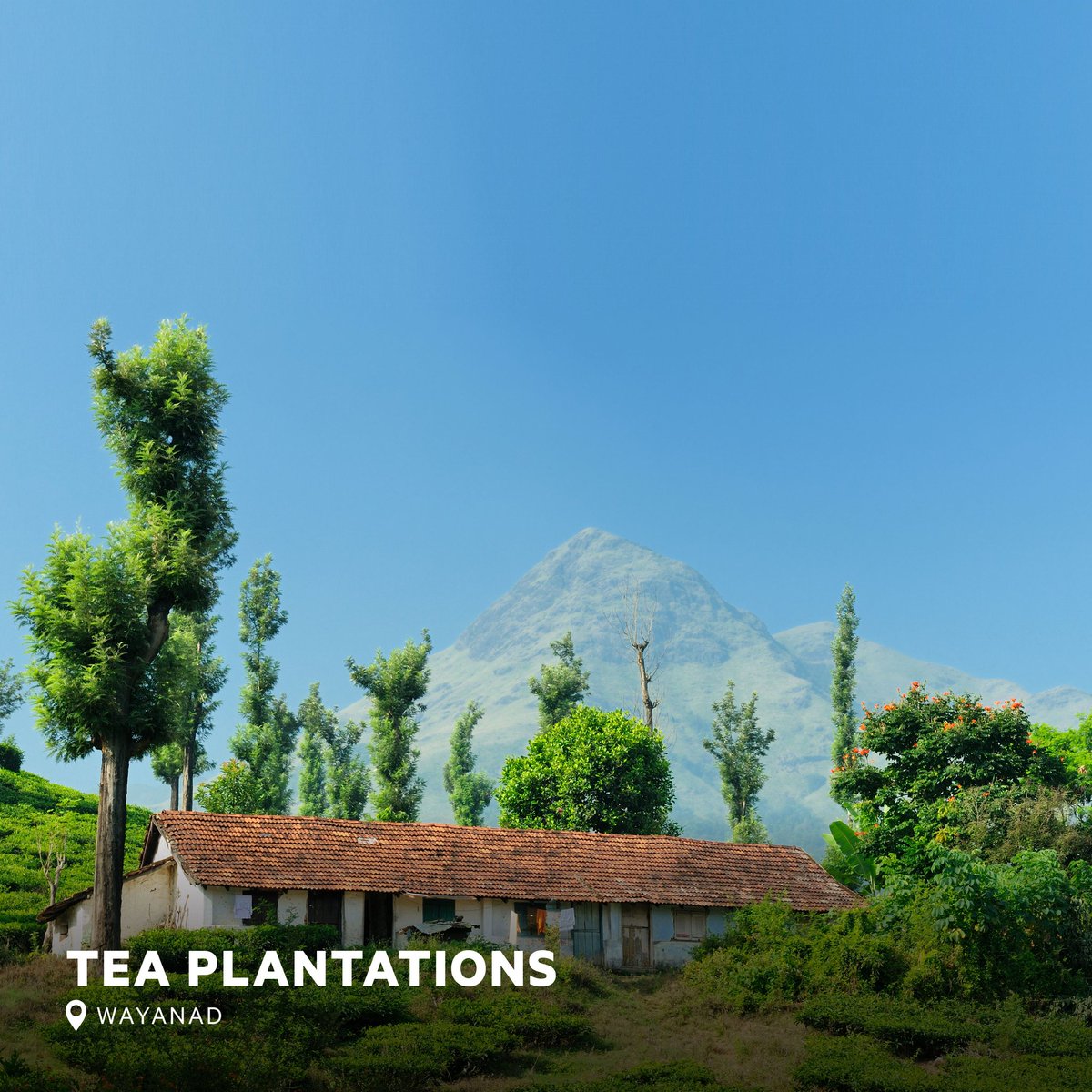 oyorooms's tweet photo. Savour delectable sights at the Insta-worthy tea gardens in Wayanad. #LetTheTravelBegin and head to the best #OYO properties in this jewel of Kerala. Book an OYO at 50% off and get up to ₹250 Paytm cashback: https://t.co/muJxzS0Xfi https://t.co/hxgtdZH5Ls