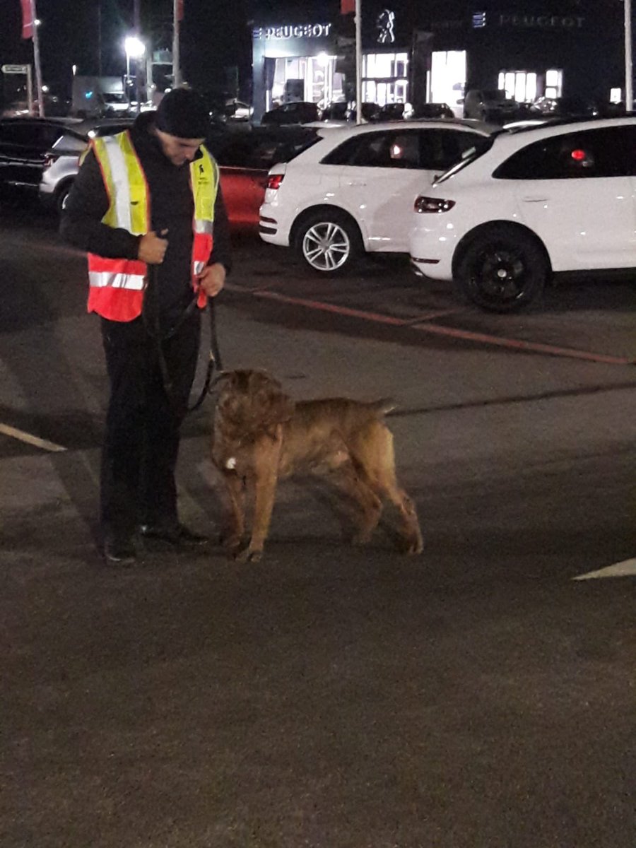 SpartaSNE's tweet photo. This one loves he’s job,works all the hours God sends. Doesn’t complain when he’s not paid and is always willing and obedient and will help out at the drop of the hat !
He’s happy if you tickle he’s ears and take him for walks ..... meet Redcars Steven Hall #TopSecurityGuard https://t.co/q0TN4JvPSR