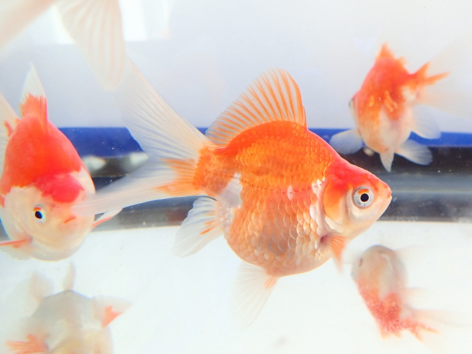 公式 アクアマリンふくしま お正月特別展示の金魚を2種類展示しました 福達磨 ふくだるま より丸い金魚 を求めて玉サバから作られた品種で 紅白模様もおめでたいお正月にぴったりの縁起の良い名前がつけられています 丹頂 たんちょう 名前は