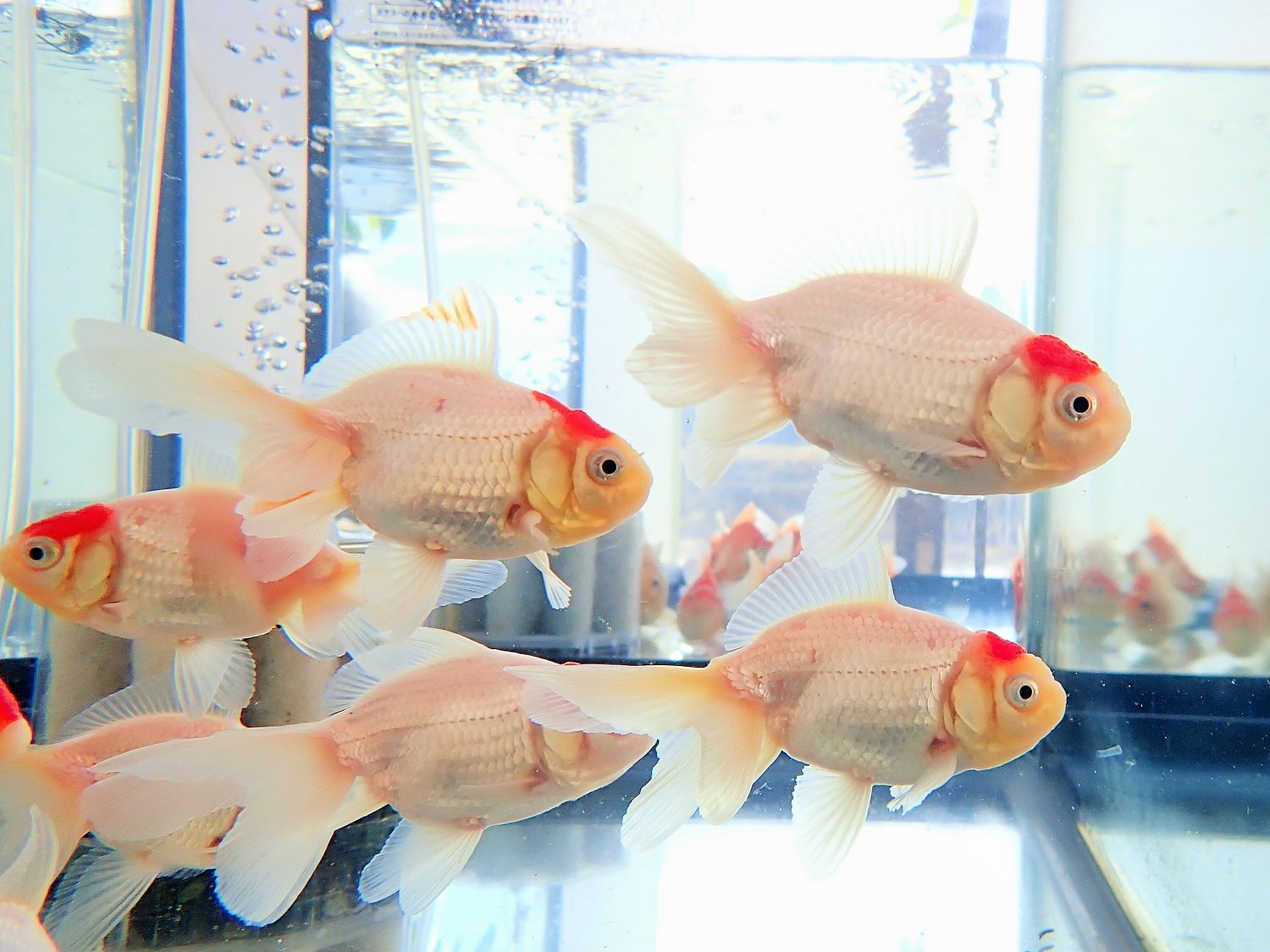 公式 アクアマリンふくしま Pa Twitter お正月特別展示の金魚を2種類展示しました 福達磨 ふくだるま より丸い金魚 を求めて玉サバから作られた品種で 紅白模様もおめでたいお正月にぴったりの縁起の良い名前がつけられています 丹頂 たんちょう 名前は