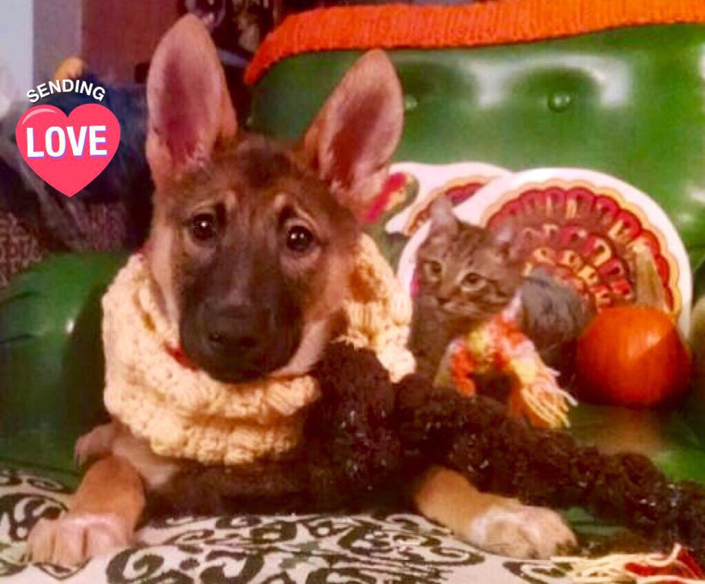 GSDinSeattle's tweet photo. @exprezoe1 @luciacaliente @SusanG7110 @srinualme @anitamariaAn @RitaSofiale @leloup7952 @SafeerButt4 @Salam81485347 @AgTqs @LOYALFAN1 @HomesinLA2 @Lee888123 @LupitaCampos13 @LaniJDav @biso_888 @cannon47a @CarolynNewsom @RhonaldGuillen @nina_puerto @smc_su @Cardo114 @bestat30 @11Esperena @Opaasteve @zerok_z @lilo623 @molson_merlin @alitheking89 @purposefulact @nawabito @Estrella51Ahora @ZULMETALANUR @the_peace__man @cfacid @SteveHu16101126 @ViditKu99432086 @dazerac @literaturendart @meena7099 @gyal08438788 @arlenesg @yuewanwan @HeidiStea @EmyZedalis1 @carmelacuore @stylebypenelope @peac4love @DubraskaA77 @zoilartm https://t.co/9WYtZ14Oxc