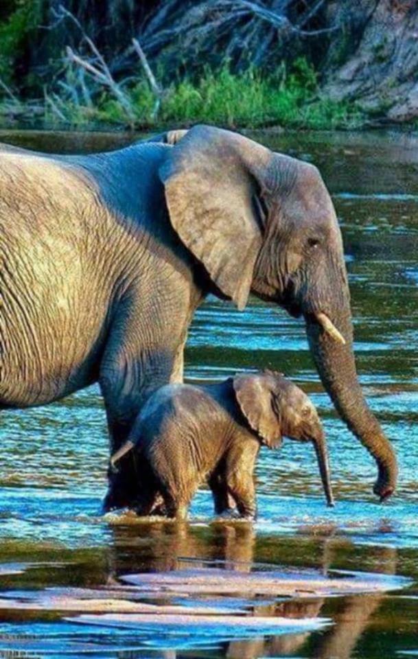 Fp_wildlife's tweet photo. Dear animal lovers,thank you so much for your support to our Anti poaching/Anti trophy hunting fundraiser in 2018,Please help us reach the goal and save animals in need To donate online via credit card visit https://t.co/MeAJHw6OoU  or https://t.co/3Ct5JMzFyp https://t.co/6qUwp7qiq1