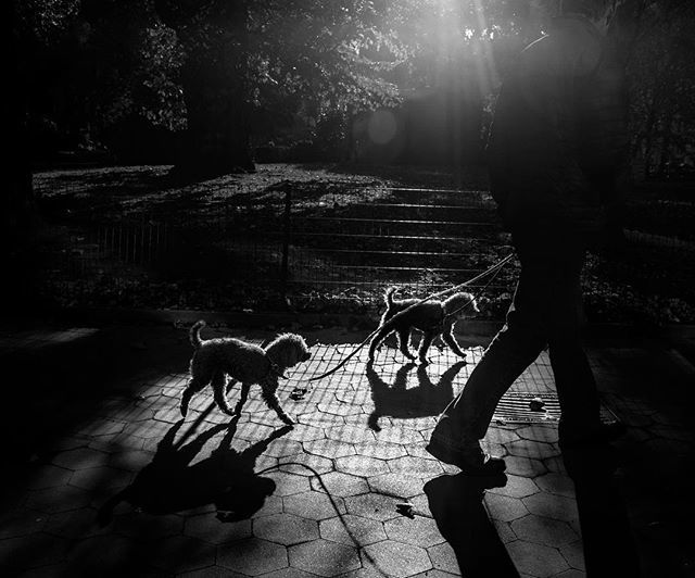 Thamar's tweet photo. Sunday walk | 11-11-2018
I am off for a walk; I want to photograph more frequently in the year to come, a resolution I can stick to. Though it is grey and I prefer contrast and light beams. December 30, 2018 at 09:29AM https://t.co/KcNO4bsUvT https://t.co/Vm2IqJ3cHC