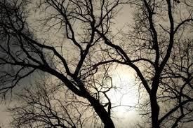 PsychologiesMag's tweet image. Sunday thoughts... what trees can show us about change as we enter the New Year... buff.ly/2EnxowC 
#trees #psychotherapy #UKCP #Change #newyear #2019 #nature #sundayreads