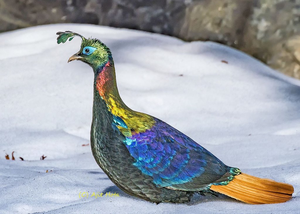 specialagentCK's tweet photo. The Himalayan monal is the national bird of Nepal and the state bird of Uttarakhand (India). Can't imagine why this totally subtle and nondescript bird was found so symbolically appealing to both places... #virtualaviary
Photo by Ajit Hota https://t.co/JdORZroP6S