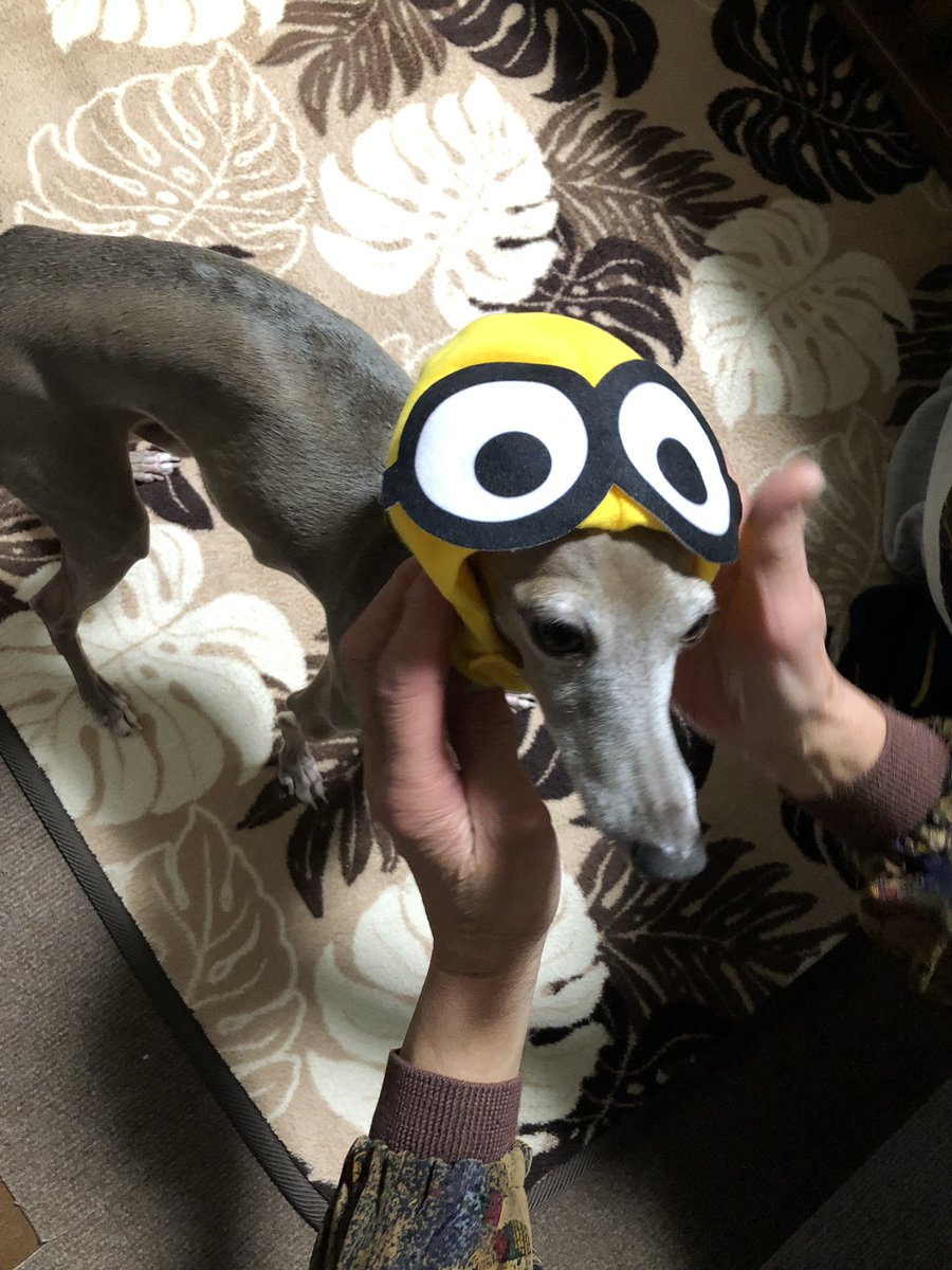 りょー Twitter ನಲ ಲ 可愛すぎてディズニーストアで購入した犬用の服と帽子とリード めちゃくちゃ帽子嫌がるけど可愛すぎ ミッキー似合ってた 笑 あと彼女が買ったミニオンも被せたw 犬 室内犬 イタリアングレーハウンド イタグレ