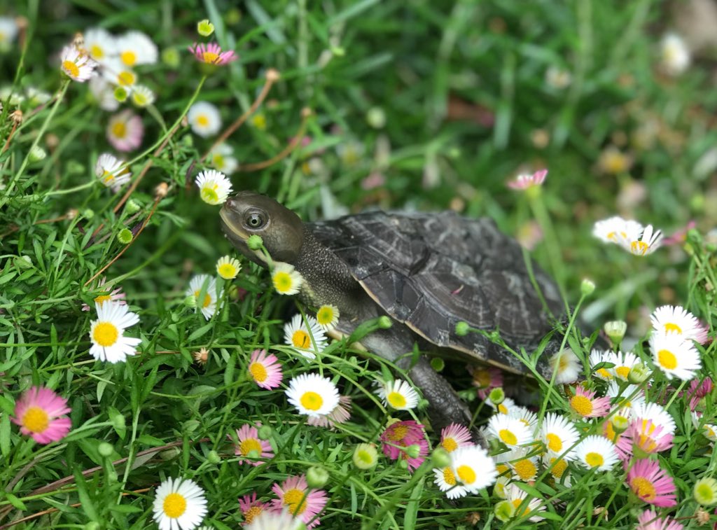 bonnietheturtle's tweet photo. Sometimes you have to stop and smell the 🌸🌺🌹. Thank you @mca178 @thermogoddammit for taking such good care of me! #turtlesonvacay #Bonnietheexplorer #turtlesoftwitter https://t.co/7VbYrclkxb