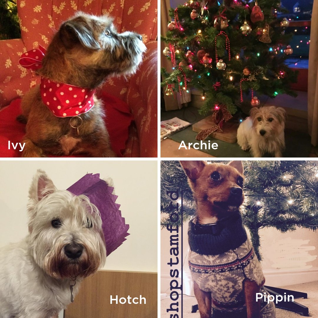 Robinsonclothes's tweet photo. VOTE NOW! for your festive four-legged favourite in our #RobinsonsSantaPaws competition. Simply "Reply" or "Retweet with comment" using #RobinsonsSantaPaws &amp; type the name of the dog which you think has the biggest X-MAS Factor. Winner announced NYE. #Stamford #ShopStamford https://t.co/P2FOMURb27