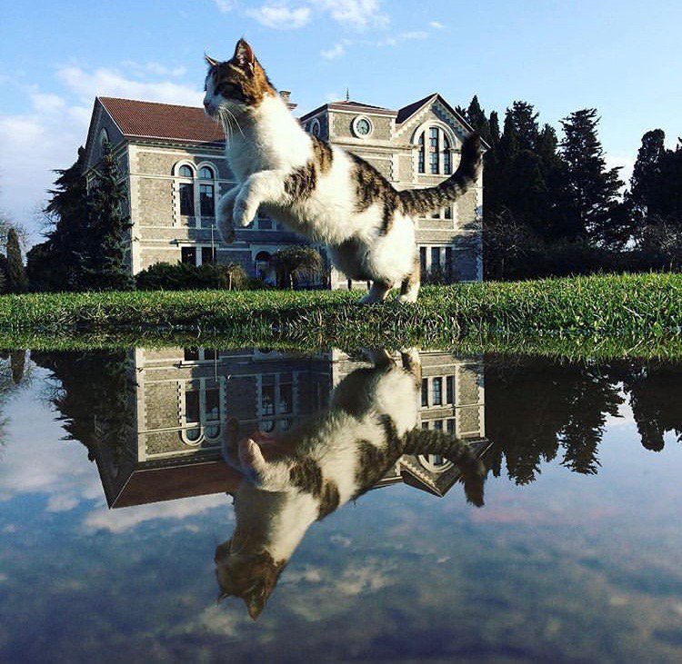 Boğaziçi Üni. (@unibogazici) on Twitter photo 