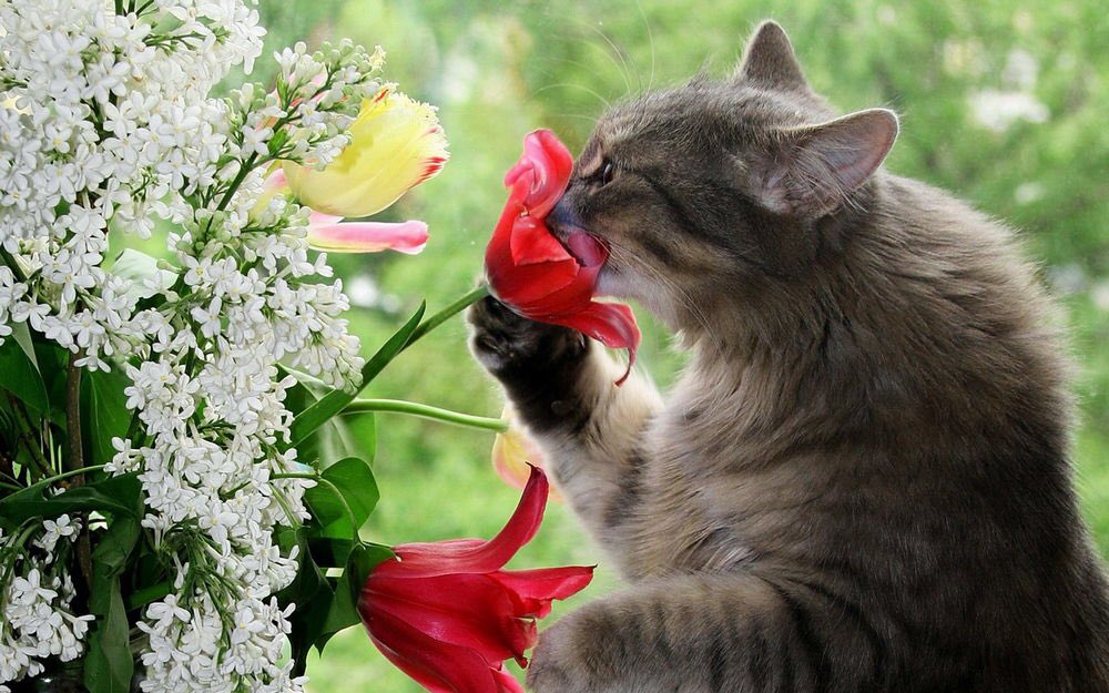 AllaKrymova's tweet photo. @David77692706 I wish you too a fabulous day David😊💐🌺 https://t.co/s7Y1uZRiv3
