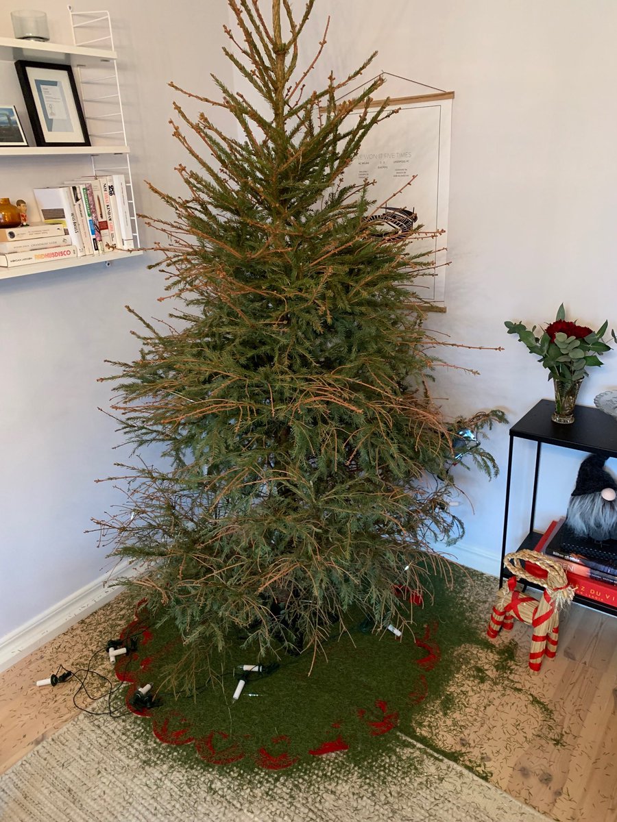 Kom ihåg till 2019: Vanlig gran må lukta gott, men barrar!