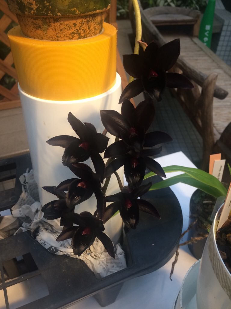 もずめじろ 百舌目白 このタグを見た人は花騎士にまだ実装されてない花をアピールする こればっかり言ってるけどカタセタム系の たけのこ蘭の仲間 花言葉が無いので実装が絶望的なんです ゆるして