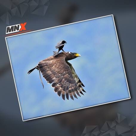 MNXMovies's tweet photo. How to train your dragon… #XtraLOL https://t.co/RZEj2kaX3g