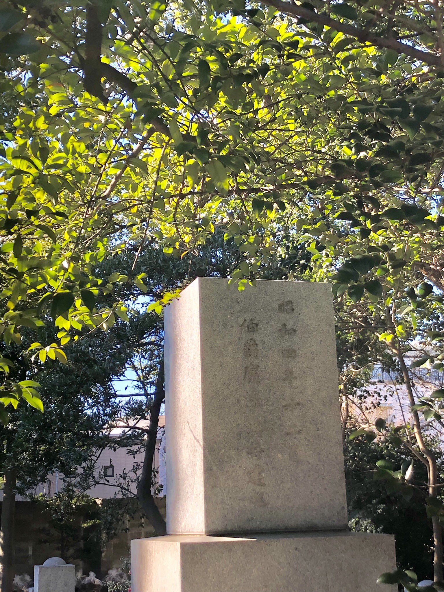 掃苔趣味の若人 on Twitter 