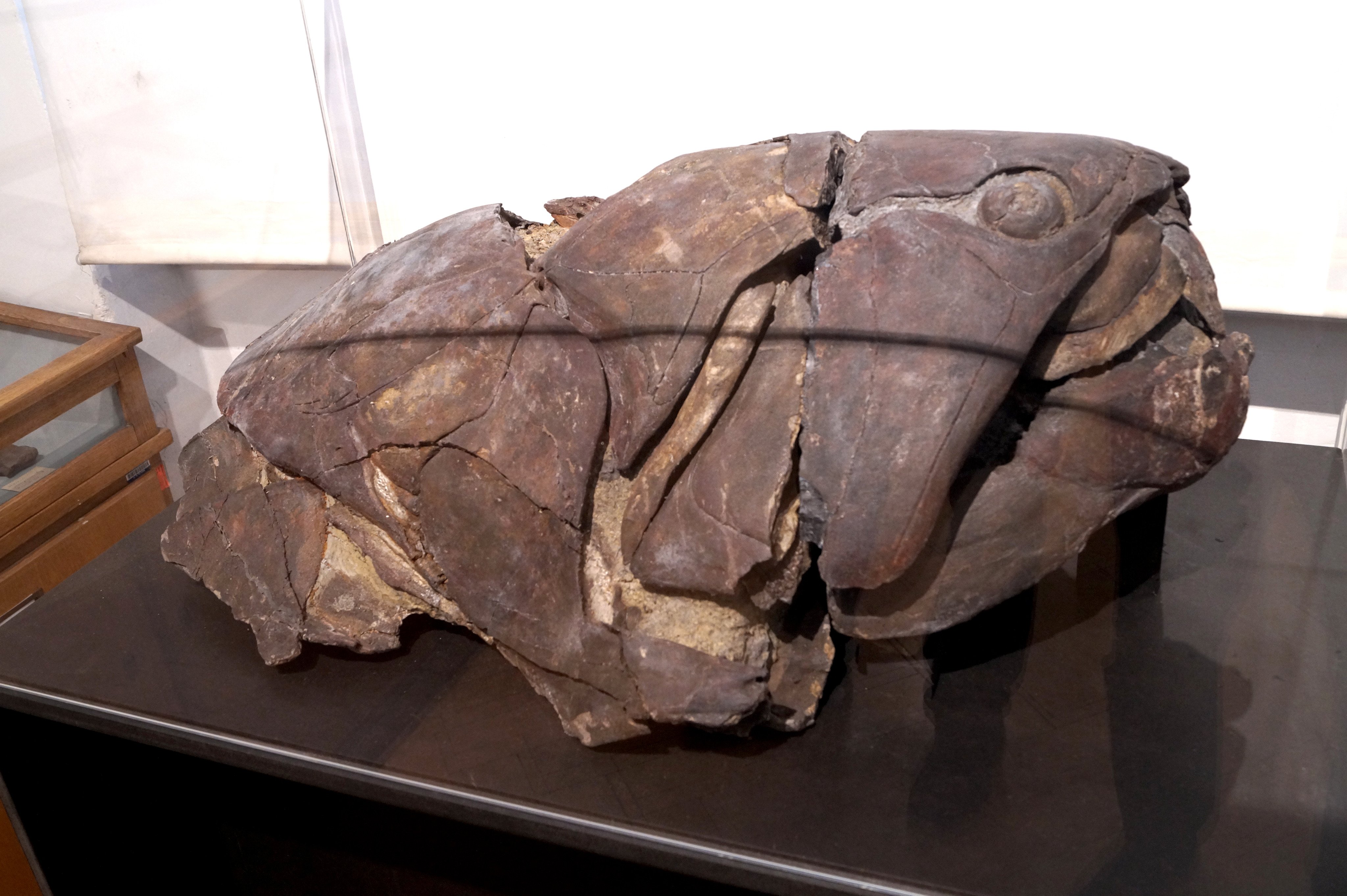 Sven Sachs on X: "Skull of the huge Devonian placoderm fish Dunkleosteus on display at the Paläontologische Sammlung der Universität Tübingen in Tübingen (Germany). #Fossil #fish #Devonian #nature #museum #university #Tuebingen #paleontology #